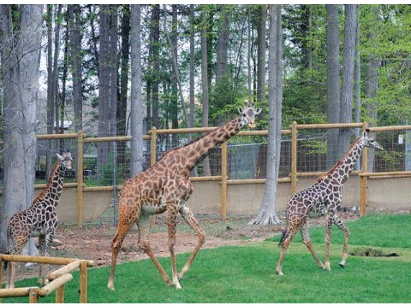 Turtle back zoo coupons discounts