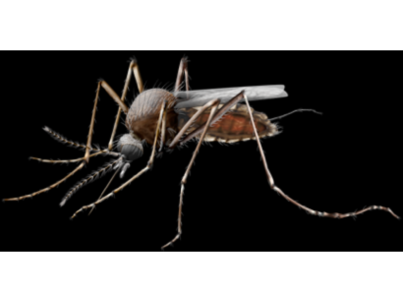 Deals avenue virus