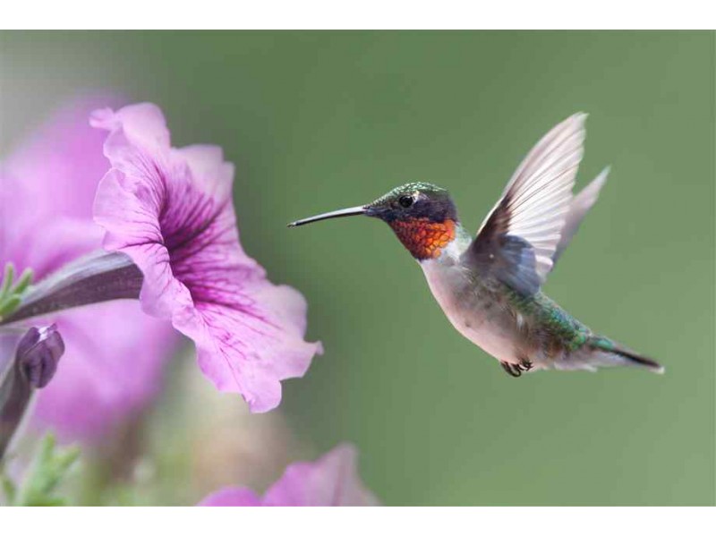 Wild Birds of Connecticut | Patch