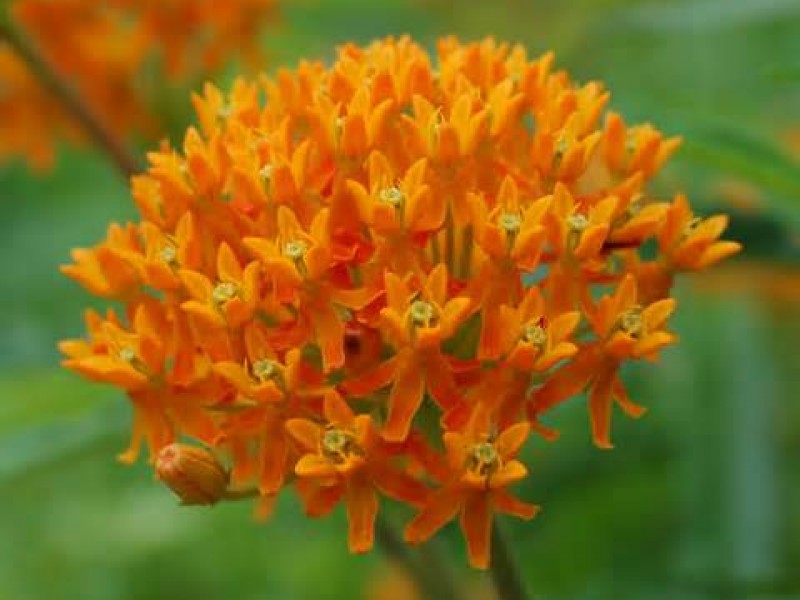 Long Island Native Plant Initiative�s Annual Benefit Plant