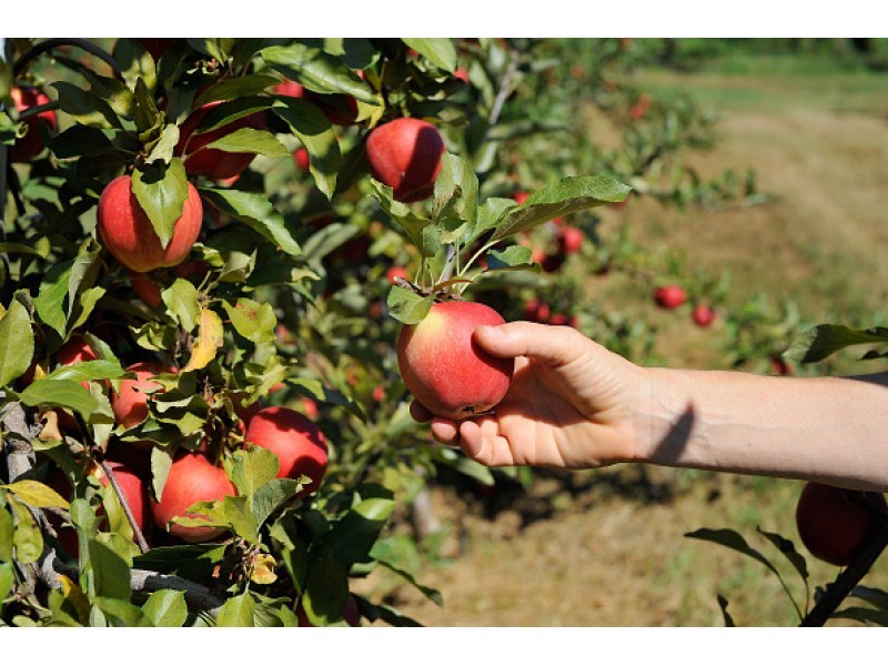 Where to Pick Your Own Apples Near Melrose Melrose, MA Patch