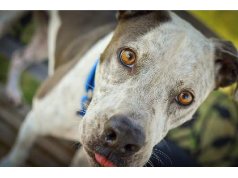 Here Are Three Adorable Dogs You Can Adopt In Leander Right Now 