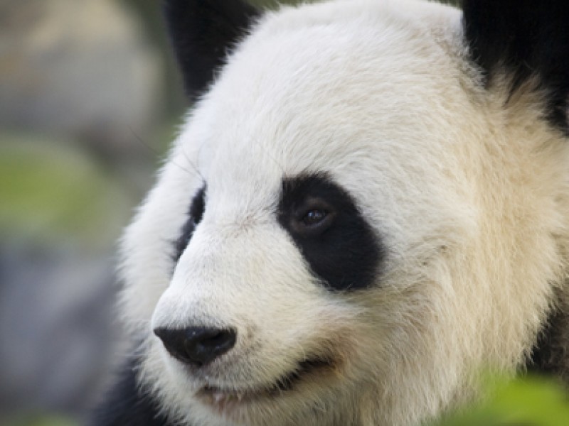 World Famous Panda Could Become A Mom Again - Virginia Highland, Ga Patch