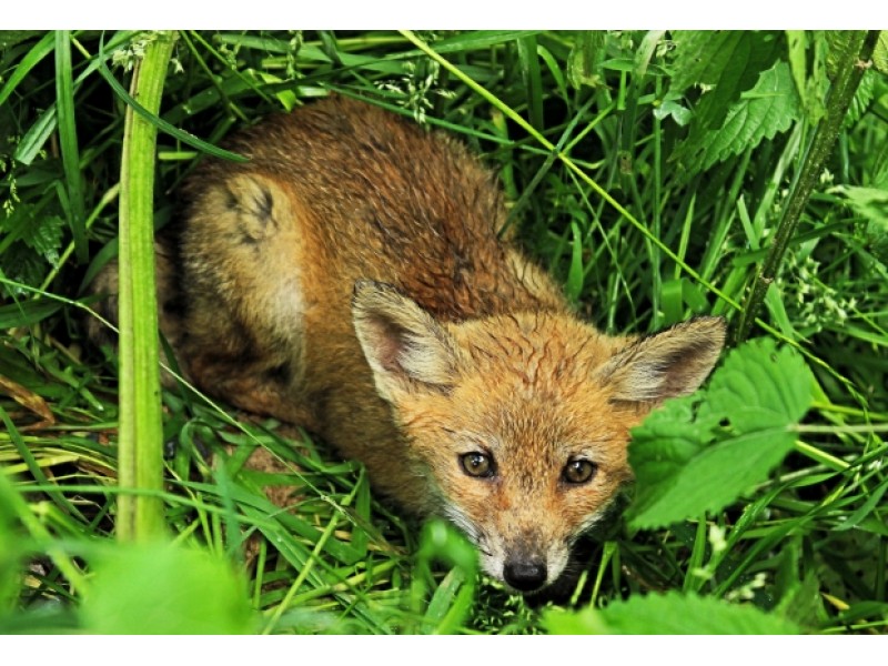 Fox With Rabies Found in Woodbridge Patch