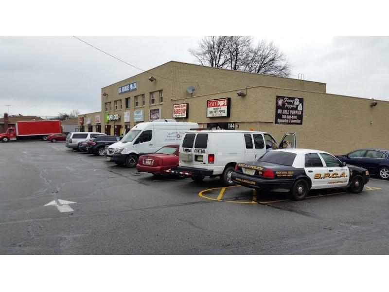 pet stores in nj that sell puppies bridgewater and pet store owner arrested for selling sick puppies bridgewater pet stores in nj that sell puppies bridgewater and pet store owner arrested for selling sick puppies bridgewater