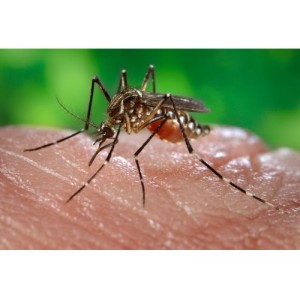 Bridgewater Residents Asked to Fill Out Zika Virus Survey