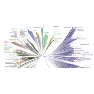 University of Texas-Austin Professor Helps Create New Tree Of Life