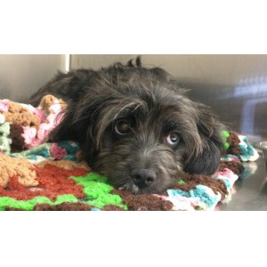Animal Overabundance At Shelter Prompts Urgent Call For Adoption, Foster Care
