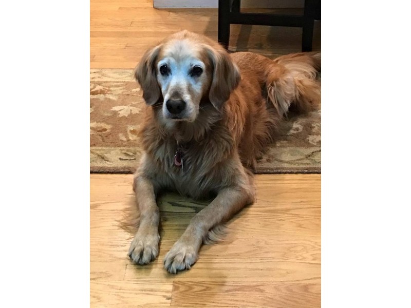 16 year golden retriever updated missing pet 12 year golden retriever arlington ma patch 16 year golden retriever updated missing pet 12 year golden retriever arlington ma patch