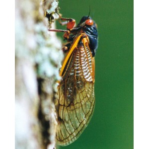 Whats That Buzzing Noise? Cicadas In Bloom