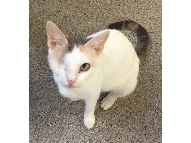 Baker's Dozen Donut Cats Reuniting at Cat Depot Sarasota, FL Patch