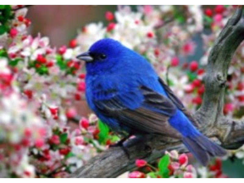 brookfield library announces lecture on birds patch brookfield library announces lecture on birds patch