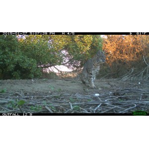 Biologists Monitoring 3-Legged Bobcat in Santa Monicas