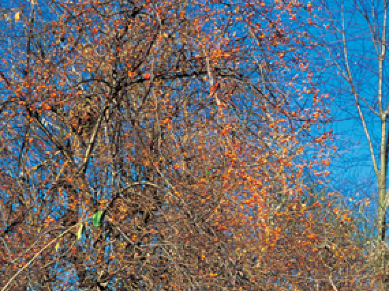 Invasive Plant Talk Oriental Bittersweet New Rochelle, NY Patch
