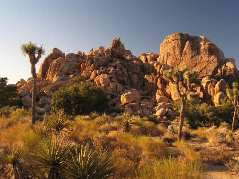 Fees Waived for National Forests + Joshua Tree on MLK Holiday Weekend Banning, CA Patch