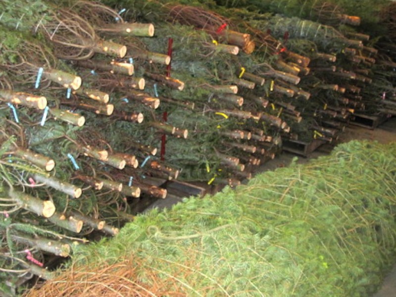 howard county s christmas tree farms elkridge md patch howard county s christmas tree farms elkridge md patch
