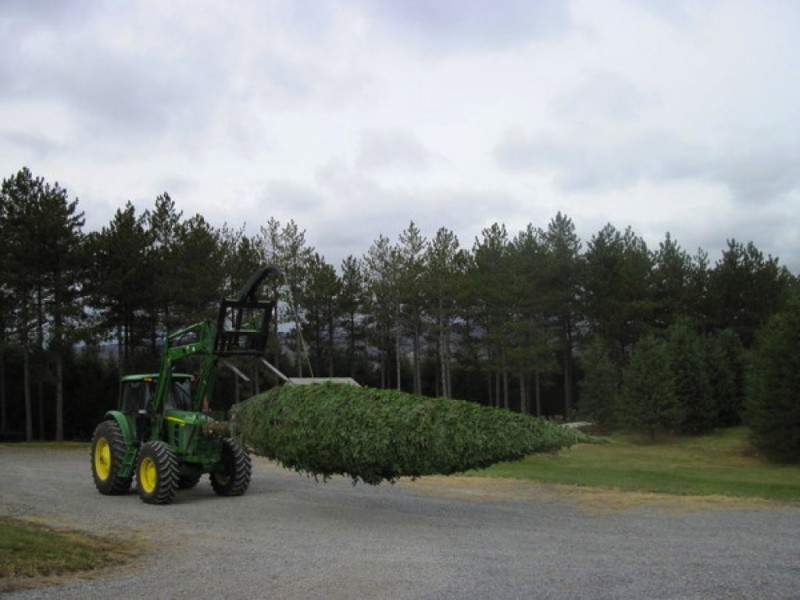 howard county s christmas tree farms elkridge md patch howard county s christmas tree farms elkridge md patch