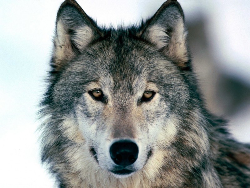 california gray wolf