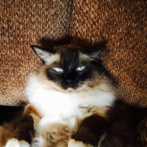 Cat Owners More Likely to Experience Road Rage