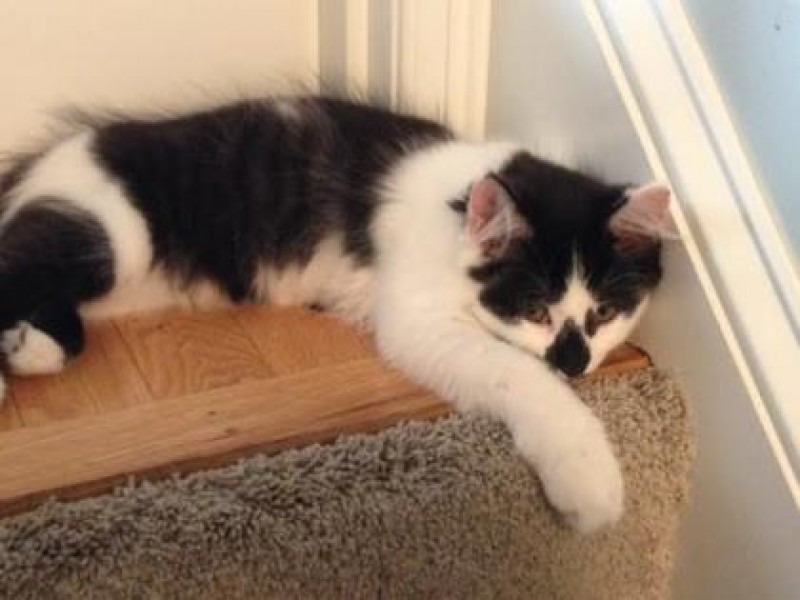 Kittens & adult cats available for adoption Dover, MA Patch