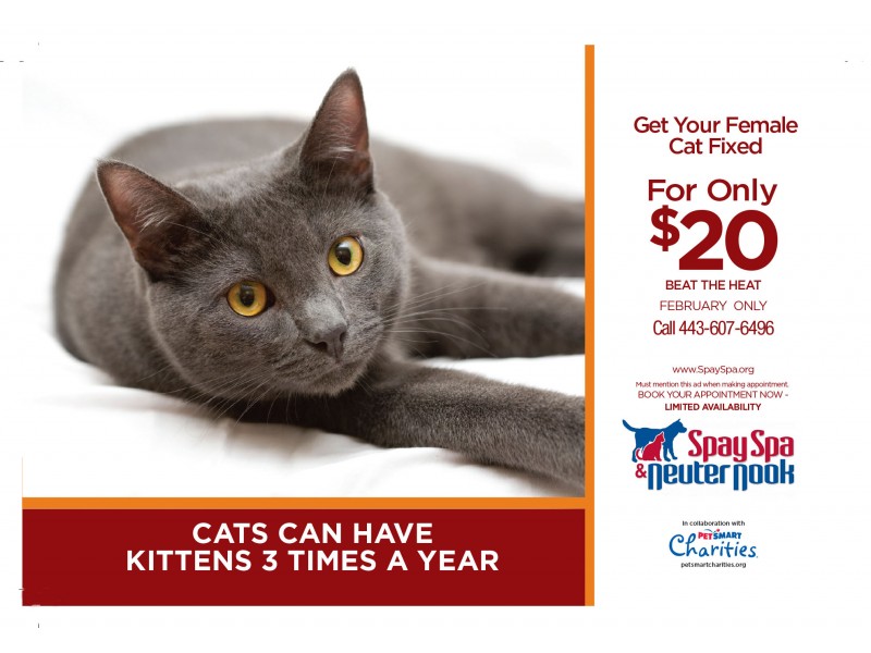 Get Your Cat Spayed for 20! Patch