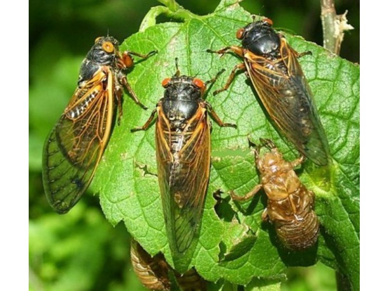 Are Cicadas Safe to Eat? Cicada Recipes and Cooking Tips Falls Church, VA Patch