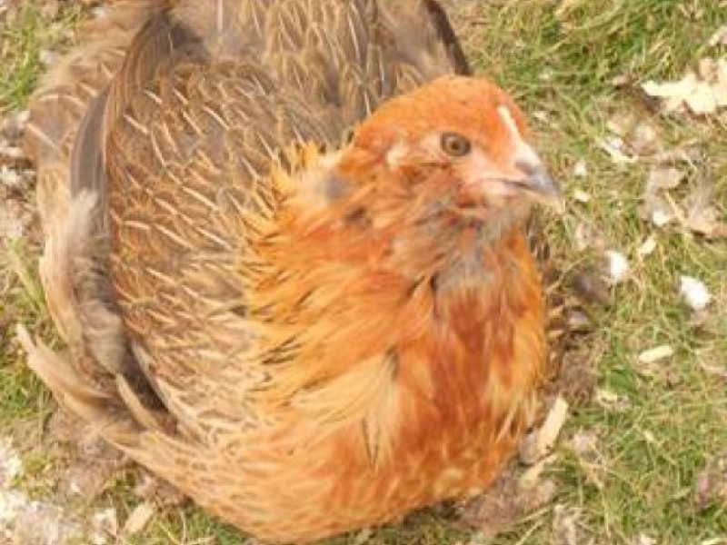 Craigslist Best of Lakeville — Chickens, Musky Bucktails, Driftwood