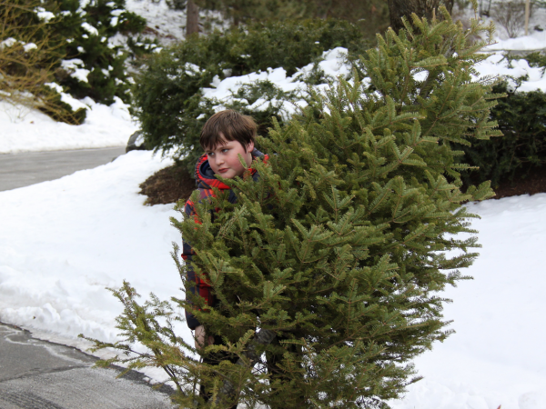 boy scout troop 507 christmas tree pickup winchester ma boy scout troop 507 christmas tree pickup winchester ma