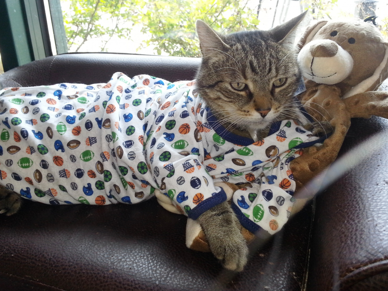 Cats Pajamas 200 Cat 48 Hour Adoption Marathon Patch