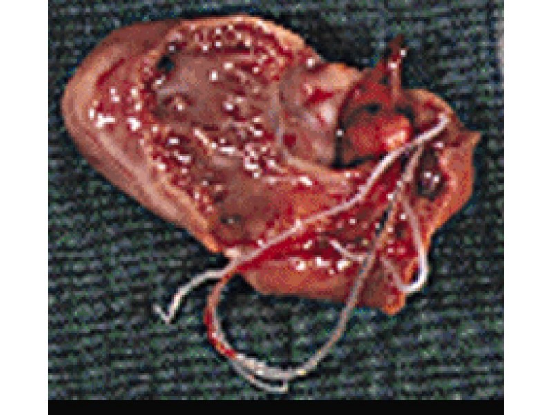 Heartworms Come North to Great Neck Great Neck, NY Patch