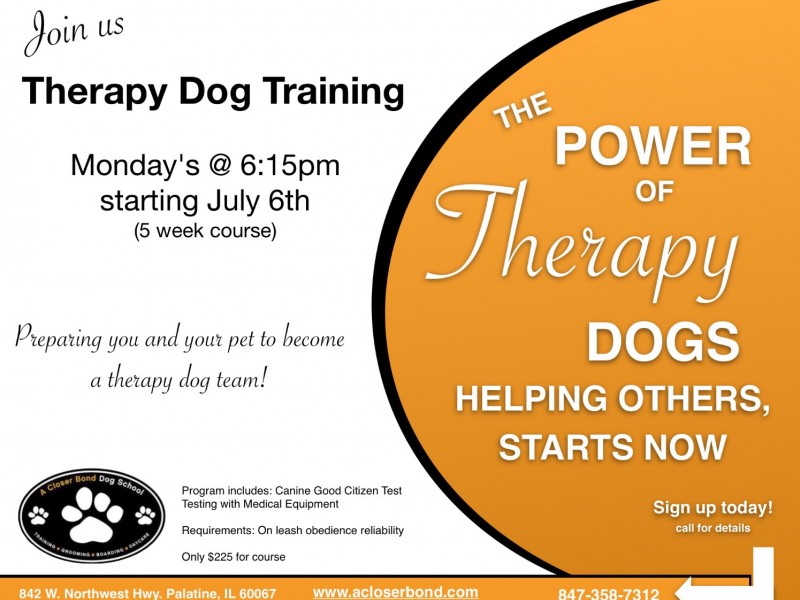 Therapy Dog Training Palatine, IL Patch