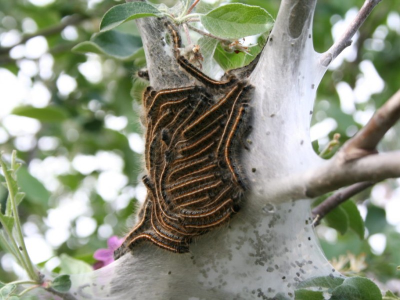 Eastern Tent Caterpillars Benign Invaders Northfield, MN Patch