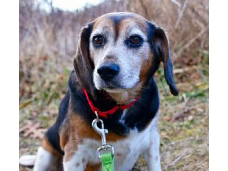 Two Beagles Available For Adoption on South Shore