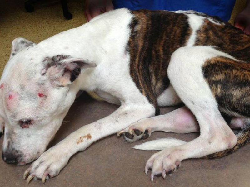 Autopsy Released Of Badly Beaten Dog Euthanized in Weymouth Weymouth