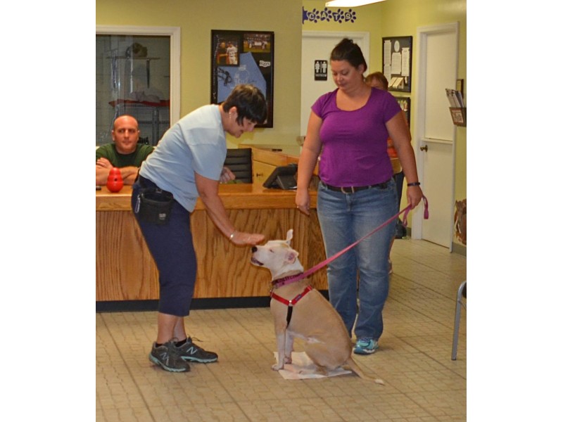 CLICK HERE for information on our Dog Training Classes!