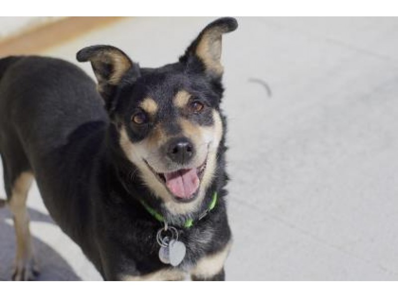 51 Top Photos Petco Sports Arena Adoption Event / Adoption events at