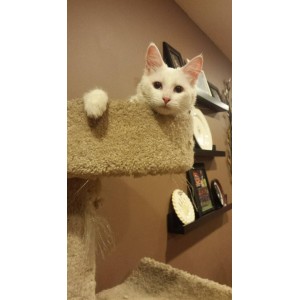 Spring Break Pet Sitting by THE CRAZY DOG LADIES!