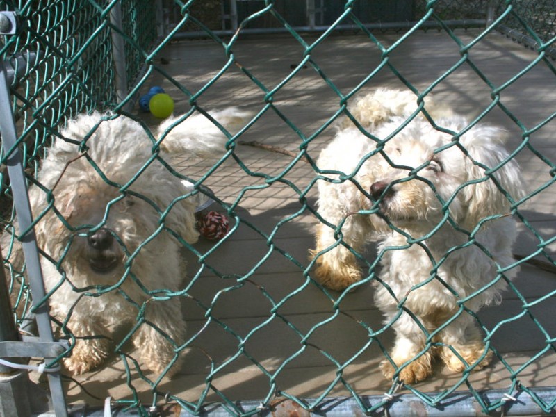 Princeton Shelter Cares for Dogs Rescued From Fire Patch