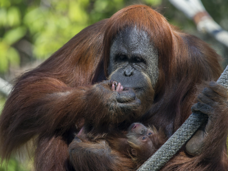 Orangutan Shows Off Her New Baby at the San Diego Zoo | Patch