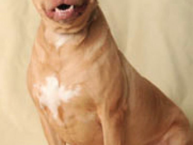 Adopt Phoebe A Pharaoh Hound American Staffordshire Terrier Mix 