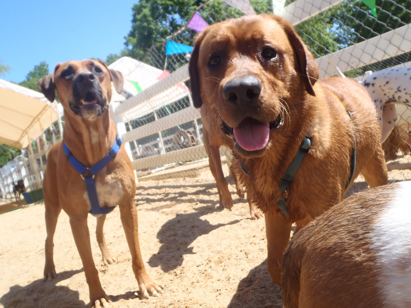 Private Dog Park Now Open Patch