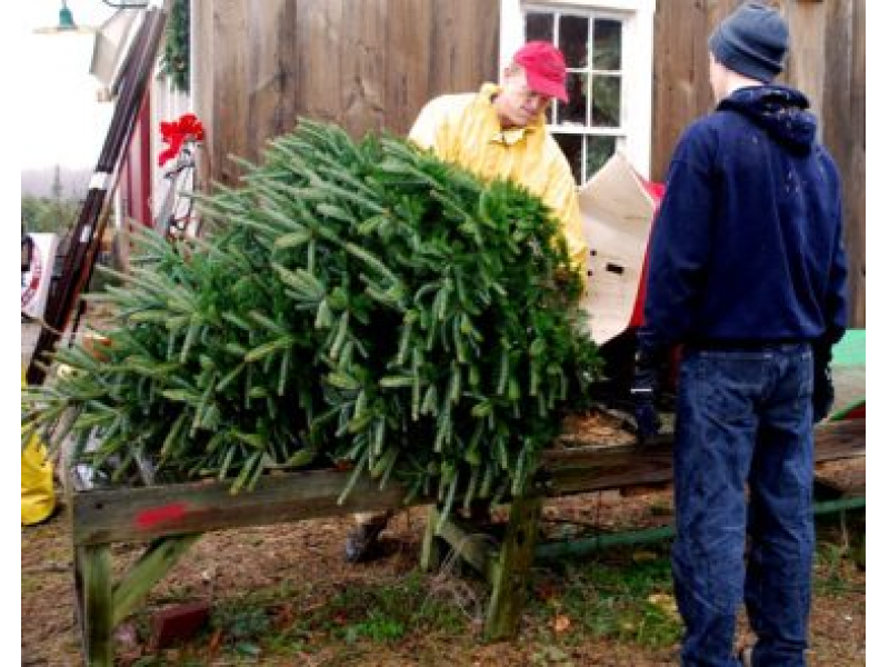where you can buy a real christmas tree locally newport where you can buy a real christmas tree locally newport