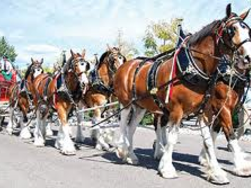 World Famous Budweiser Clydesdales to kick off Merrimack Rocks