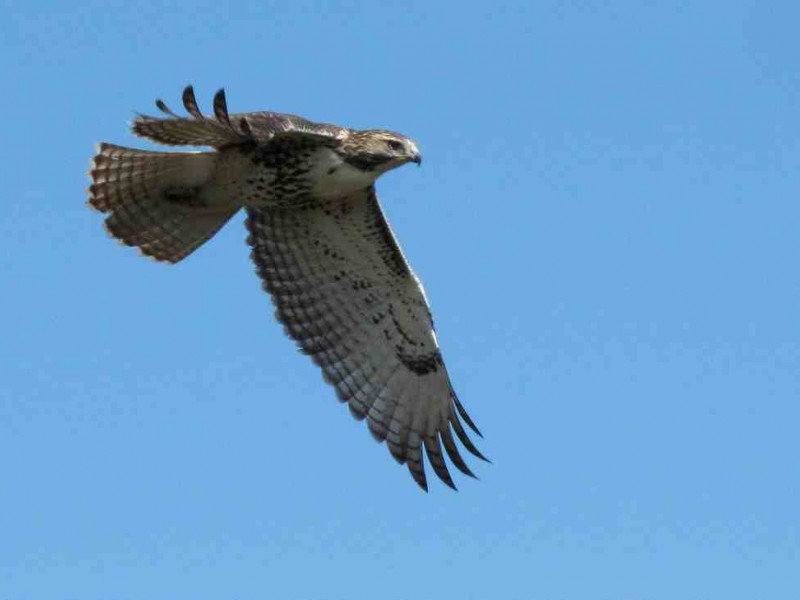 Birds of Prey Red Tailed Hawks Kings Park, NY Patch