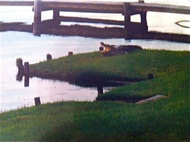 Trappers Catch 11FootLong Crocodile in Lake Tarpon Palm Harbor, FL