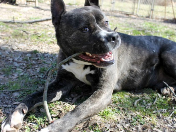 Best Friend Dog And Animal Adoption Inc Cranford Nj Best Friend Dog And Animal Adoption Inc Cranford Nj