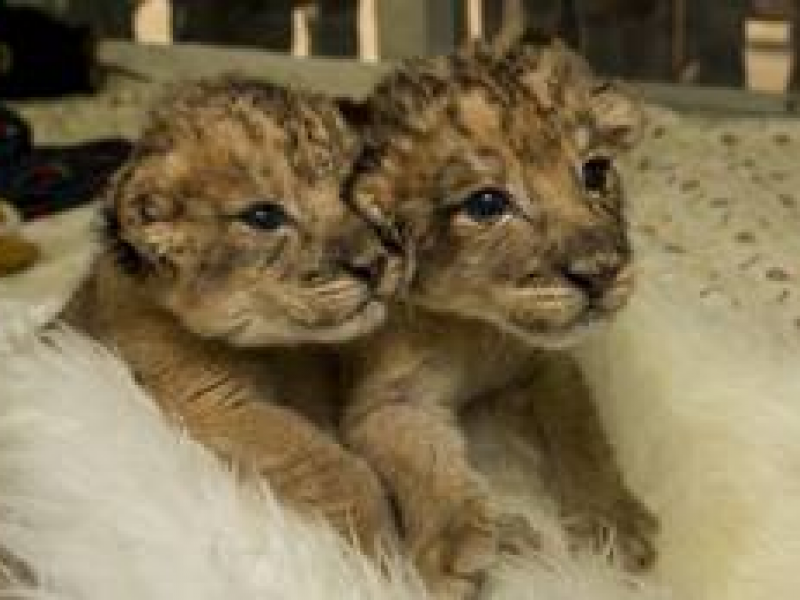 Cute Lion Cubs at Safari Park Are Growing Up, Showing Baby Teeth