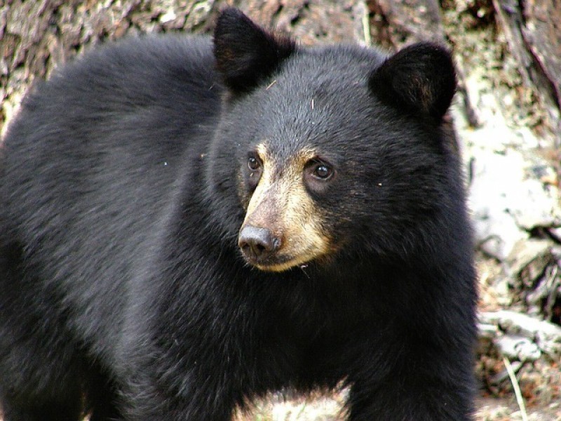Bear attacks Boy Scout leader in northern New Jersey