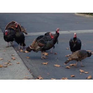 LISTEN: Postmaster Calls Cops To Save Mailman From Turkey Attack