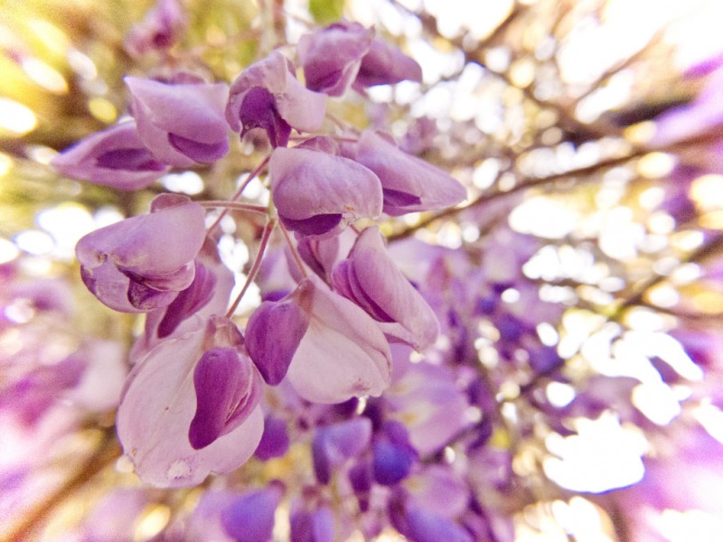 Sierra Madre’s Wistaria Festival Guide Sierra Madre, CA Patch